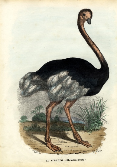 African Ostrich from Raimundo Petraroja