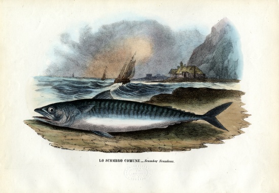 Atlantic Mackerel from Raimundo Petraroja