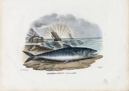 Atlantic Mackerel from Raimundo Petraroja
