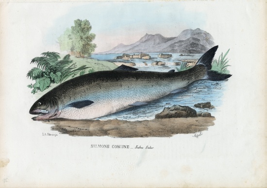 Atlantic Salmon from Raimundo Petraroja