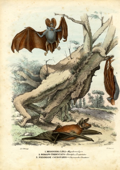 Bats from Raimundo Petraroja