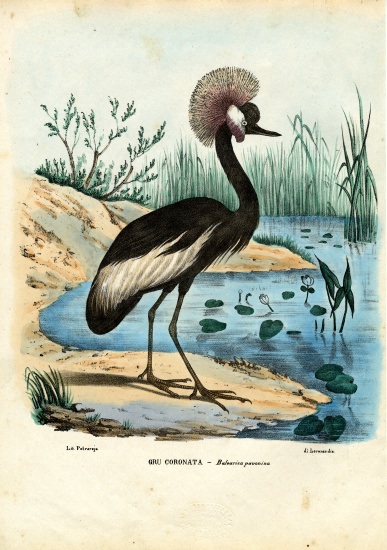 Black-Crowned Crane from Raimundo Petraroja