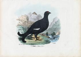 Black Grouse