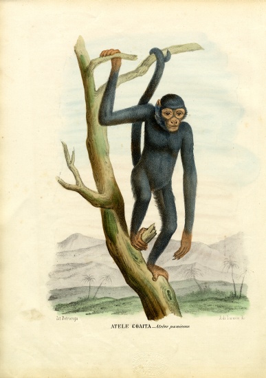 Black Spider Monkey from Raimundo Petraroja
