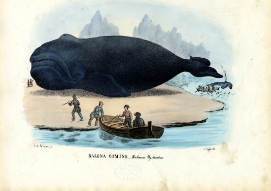 Bowhead Whale from Raimundo Petraroja