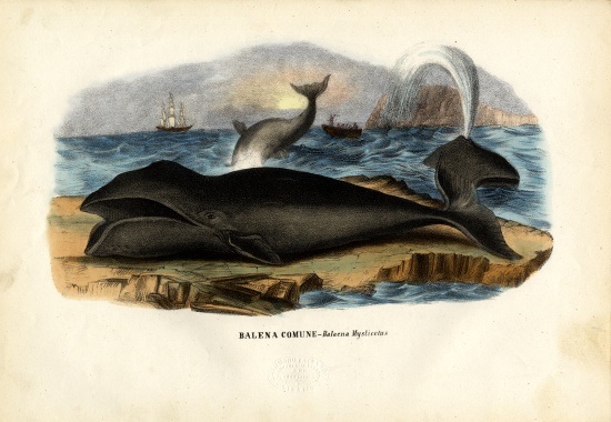 Bowhead Whale from Raimundo Petraroja