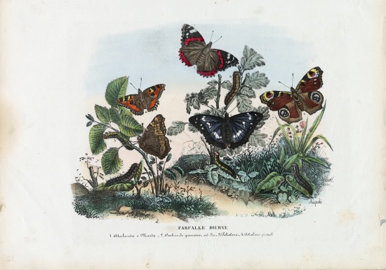 Butterflies from Raimundo Petraroja