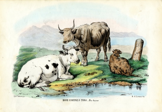 Cattle from Raimundo Petraroja