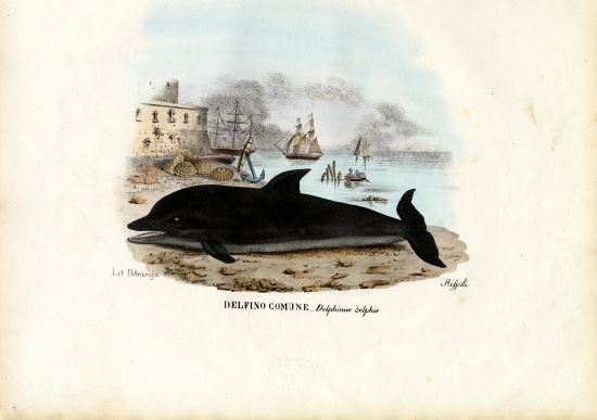 Common Dolphin from Raimundo Petraroja