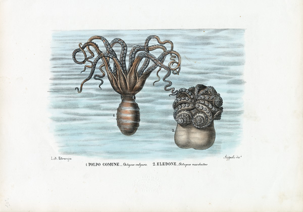 Common Octopus from Raimundo Petraroja