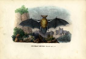 Common Pipistrelle