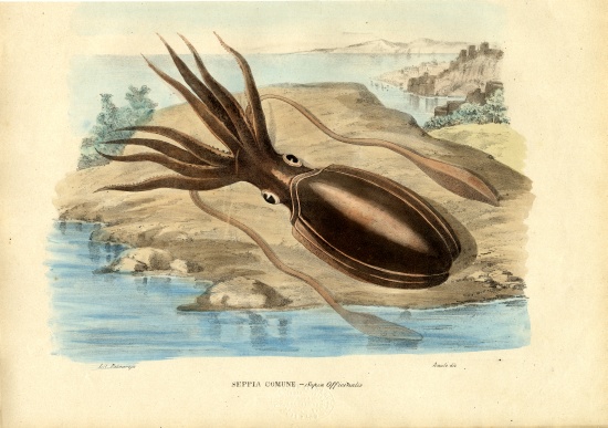 Cuttlefish from Raimundo Petraroja
