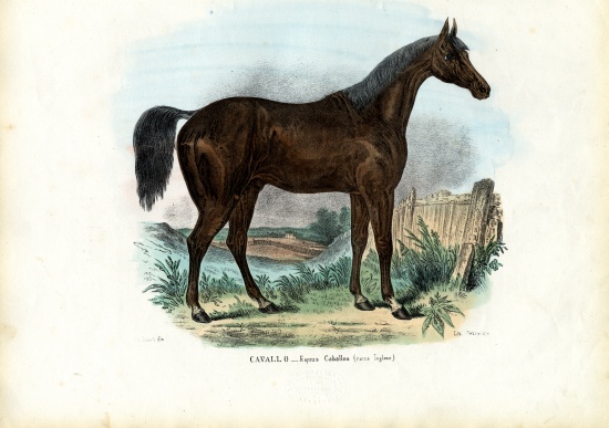 English Horse from Raimundo Petraroja