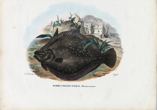 European Flounder from Raimundo Petraroja