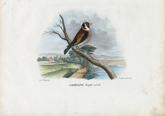 European Goldfinch from Raimundo Petraroja