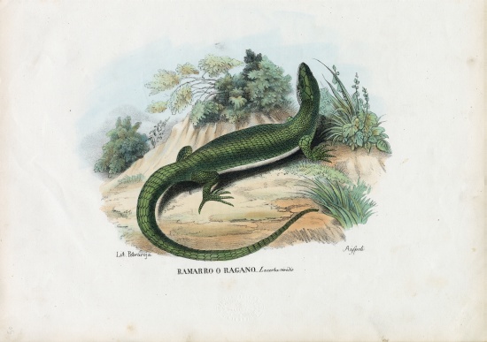 European Green Lizard from Raimundo Petraroja