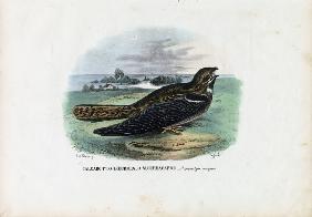 European Nightjar