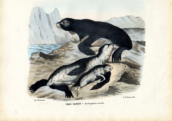 Fur Seal from Raimundo Petraroja