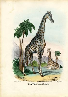 Giraffe