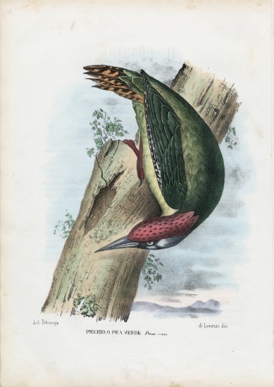 Green Woodpecker from Raimundo Petraroja