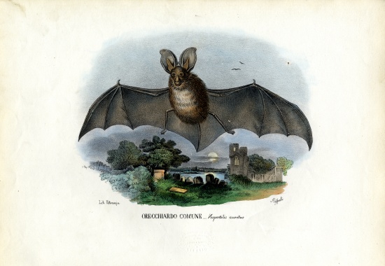 Grey Long-Eared Bat from Raimundo Petraroja