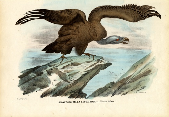 Griffon Vulture from Raimundo Petraroja
