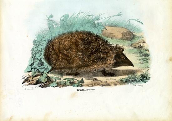 Hedgehog from Raimundo Petraroja