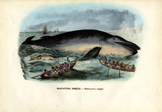 Humpback Whale from Raimundo Petraroja
