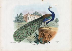 Indian Peafowl