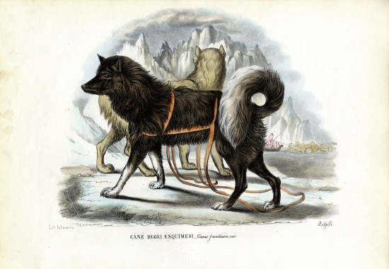 Inuit Sled Dog from Raimundo Petraroja