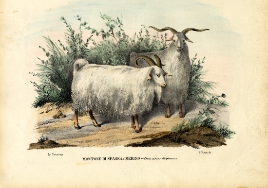 Merino Sheep from Raimundo Petraroja