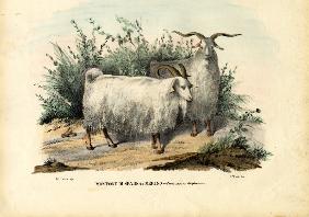 Merino Sheep