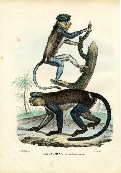 Mona Monkey from Raimundo Petraroja