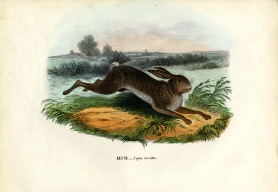 Mountain Hare from Raimundo Petraroja