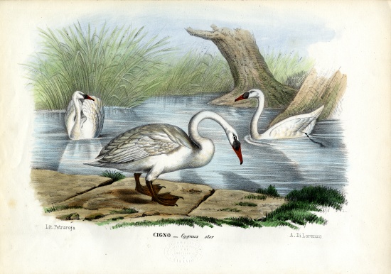 Mute Swan from Raimundo Petraroja