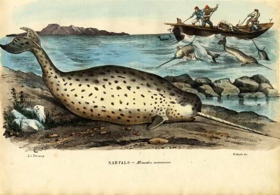 Narwhal from Raimundo Petraroja