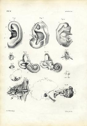 Organ Of Hearing