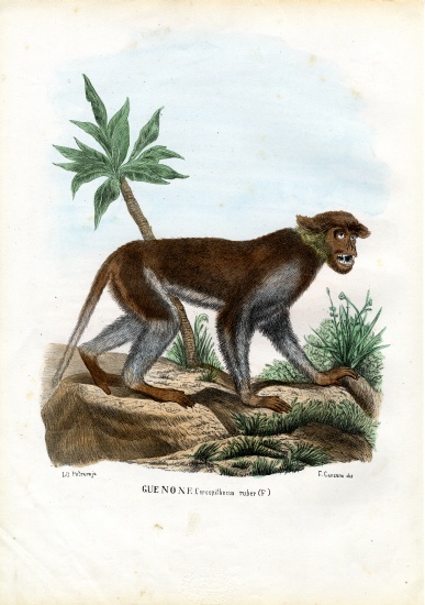 Patas Monkey from Raimundo Petraroja