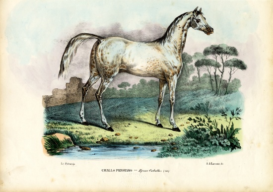 Persian Horse from Raimundo Petraroja