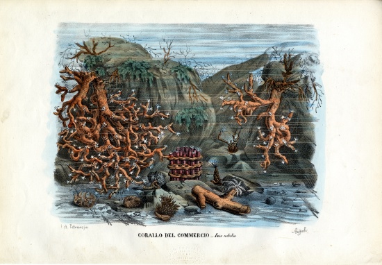 Red Isis Corals from Raimundo Petraroja