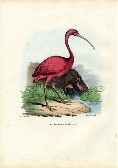 Scarlet Ibis from Raimundo Petraroja