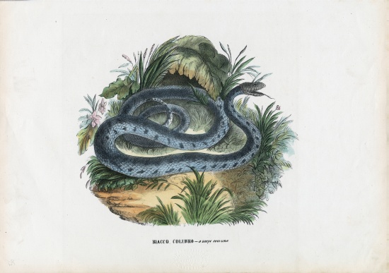 Snakes from Raimundo Petraroja