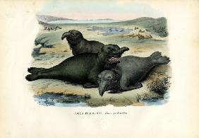 Southern Elaphant Seal