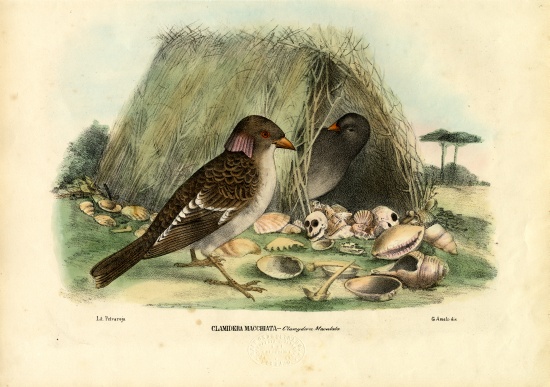 Spotted Bowerbird from Raimundo Petraroja