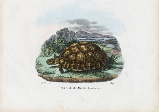 Spur-Thighed Tortoise from Raimundo Petraroja