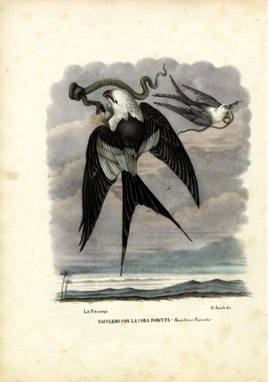 Swallow-Tailed Kite from Raimundo Petraroja