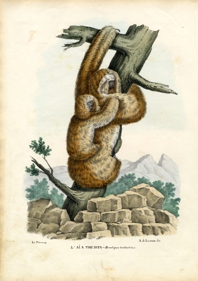 Three-Toed Sloth from Raimundo Petraroja