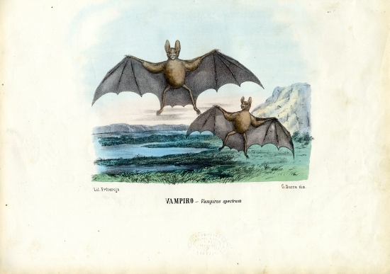 Vampire Bat from Raimundo Petraroja