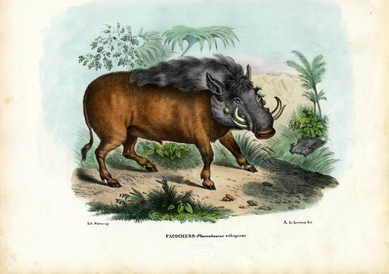 Warthog from Raimundo Petraroja