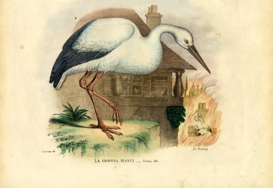 White Stork from Raimundo Petraroja